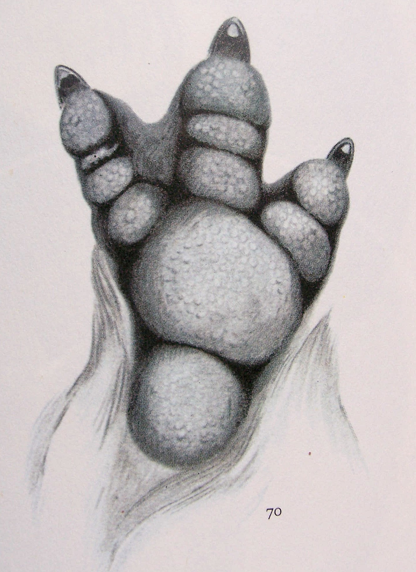 Penguin Feet Drawing at Explore collection of