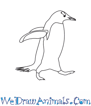 300x350 How To Draw A Gentoo Penguin - Penguin Line Drawing