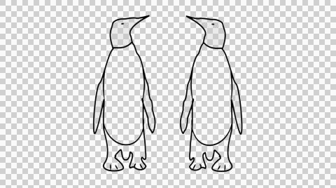 480x268 Penguin Line Drawing Illustration Animation With Transparent - Penguin Line Drawing