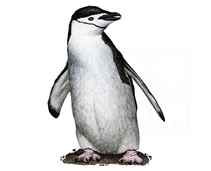 211x171 Penguins Full Color Line Art Illustrations - Penguin Line Drawing