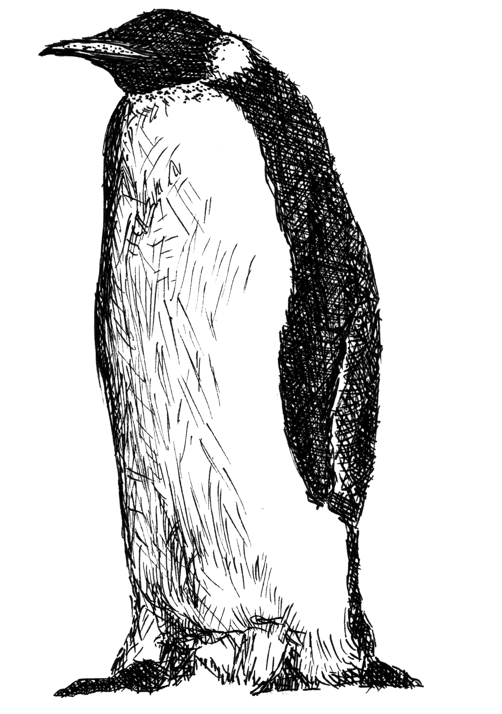 Penguin Line Drawing at Explore collection of