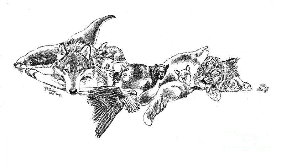 900x519 michigan u p wildlife drawing - Peninsula Drawing