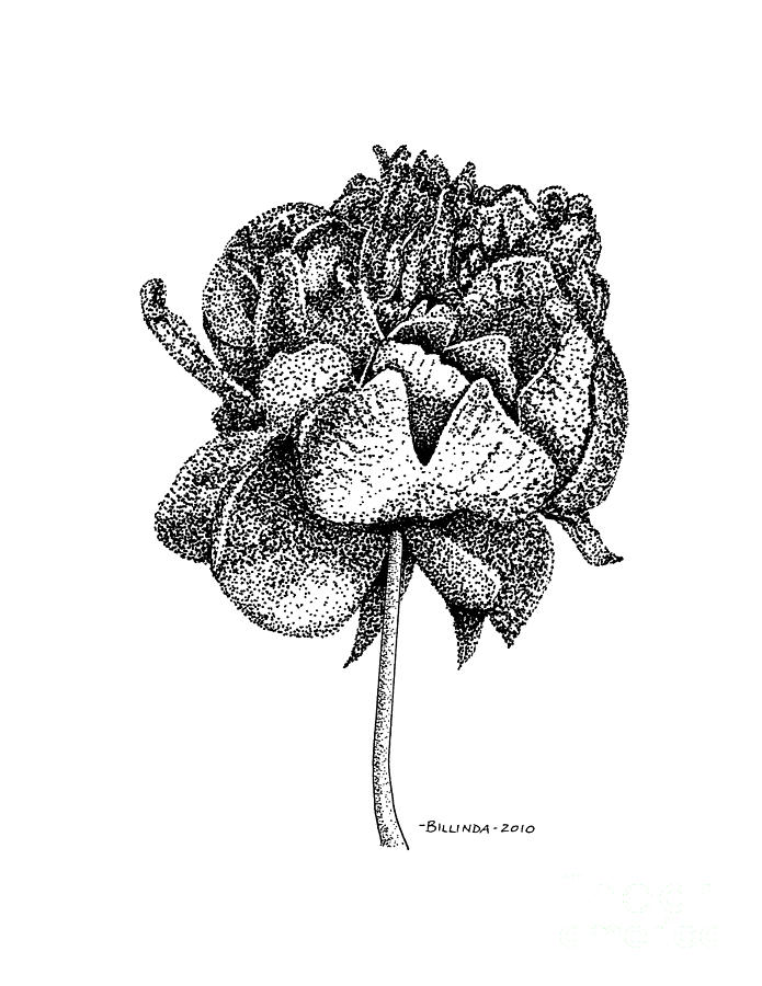 695x900 peony drawing - Peony Drawing