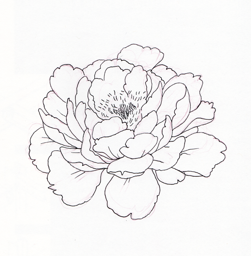 Peony Flower Line Drawing
