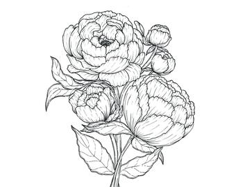 340x270 peony drawing etsy - Peony Drawing
