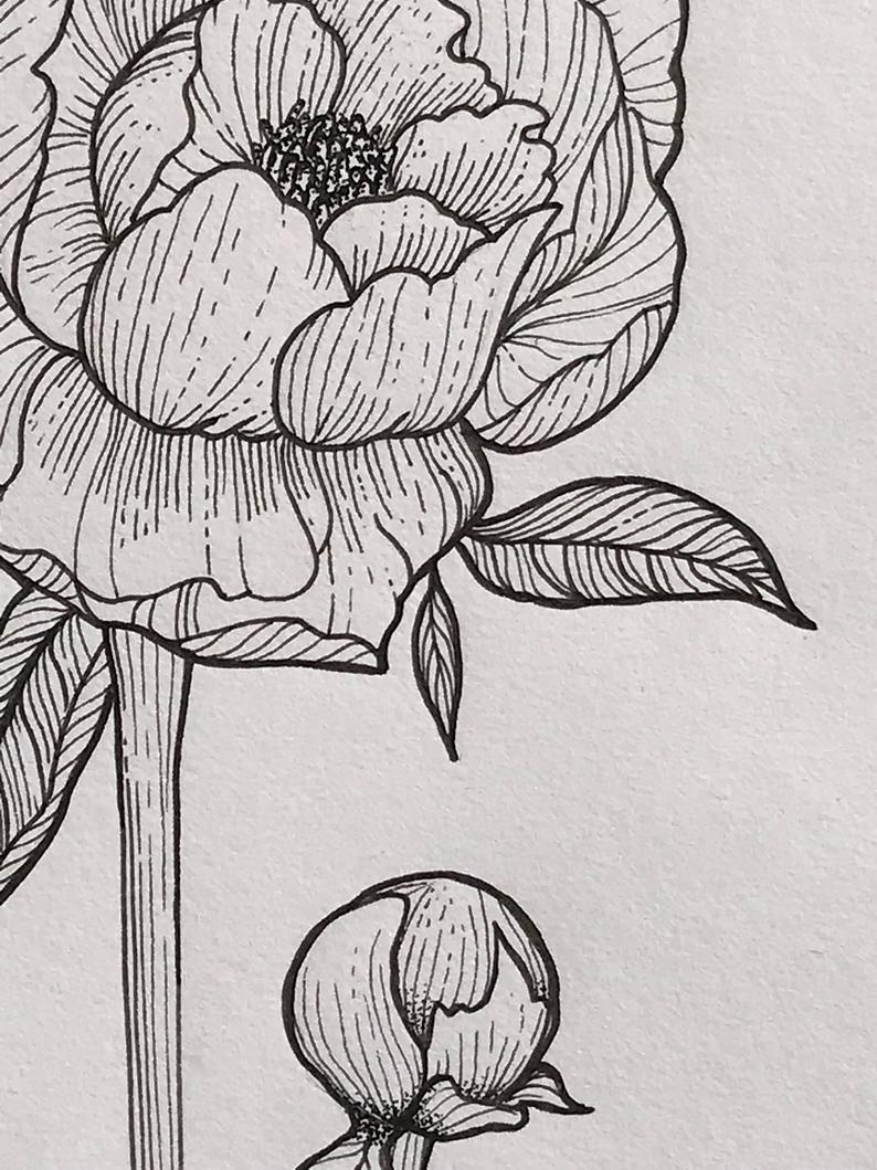 794x1059 peony drawing ink illustration etsy - Peony Drawing