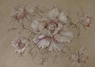 375x263 peony flowers drawing - Peony Drawing