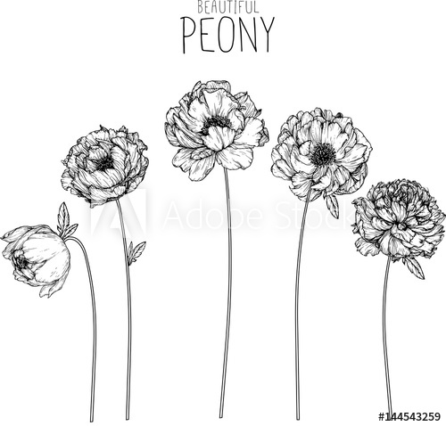 500x478 peony flowers drawing vector illustration and line art - Peony Drawing