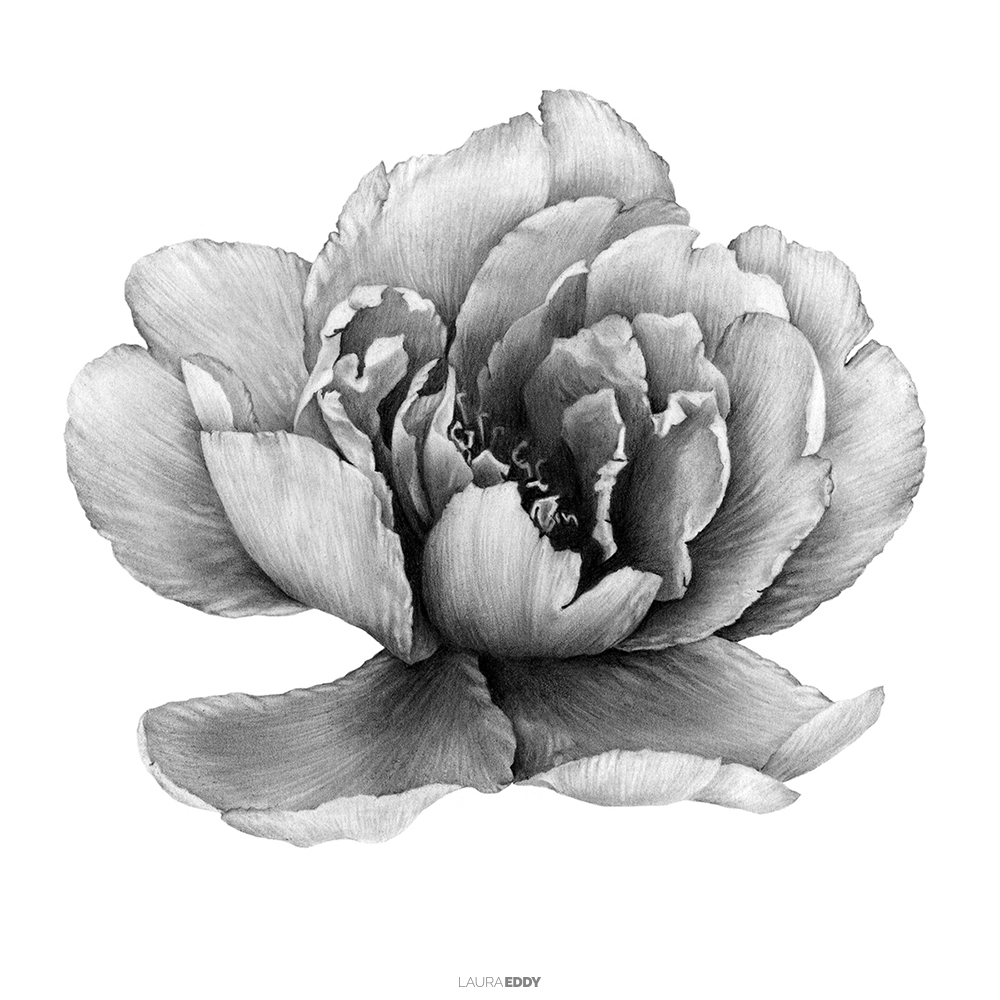 Peony Drawing at PaintingValley.com | Explore collection of Peony Drawing