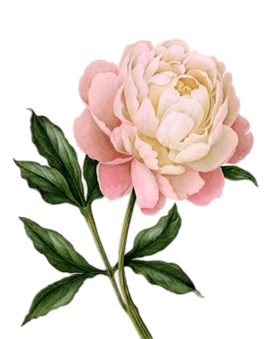 399x491 collection of free drawing flowers peony download on ui ex - Peony Drawing