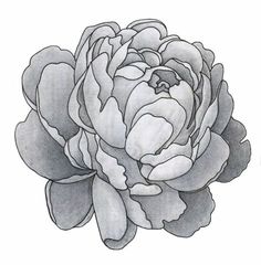 236x240 how to draw a peony, peony flower, step - Peony Flower Drawing