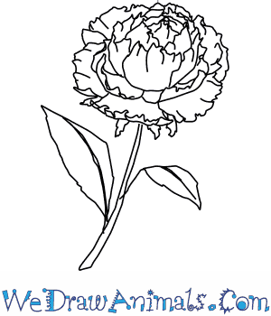 300x350 how to draw a peony flower - Peony Flower Drawing