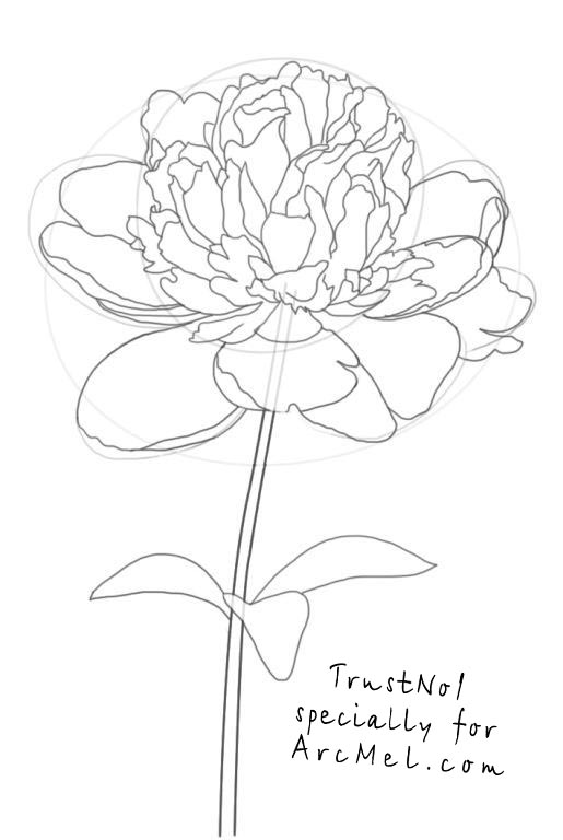 515x768 how to draw a peony step - Peony Flower Drawing
