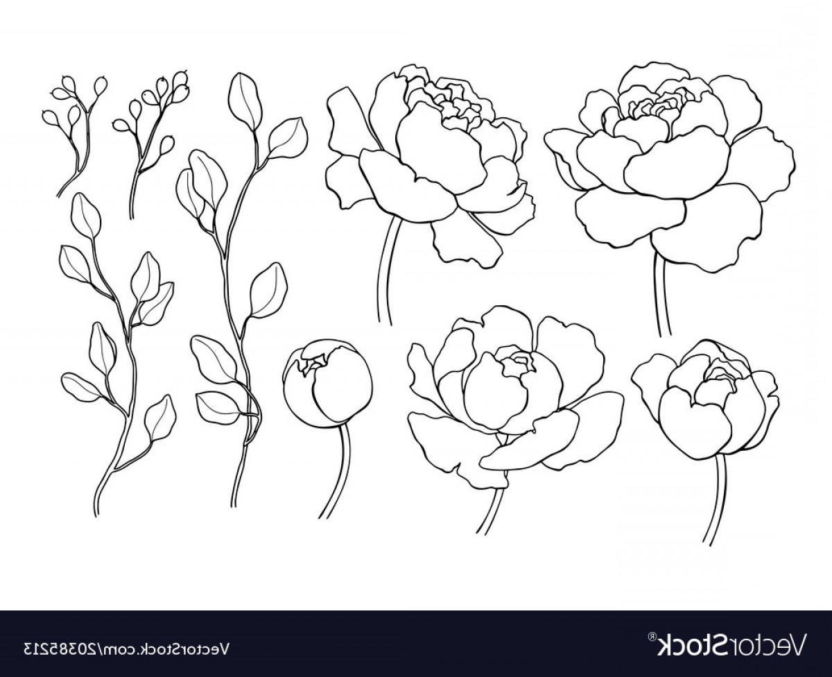 1200x976 peony flower and leaves line drawing hand vector soidergi - Peony Flower Drawing