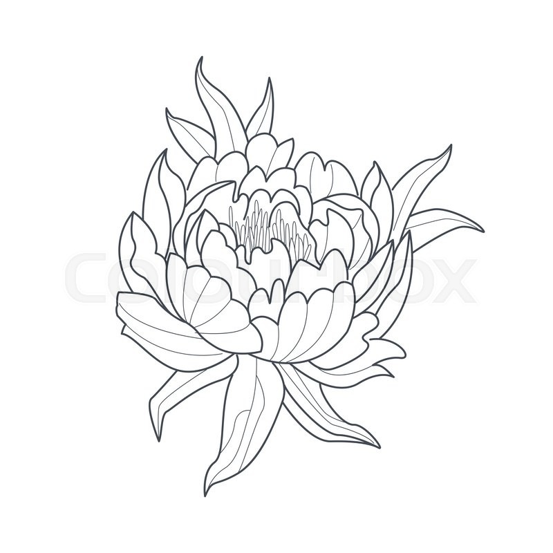 800x800 peony flower monochrome drawing for stock vector colourbox - Peony Flower Drawing