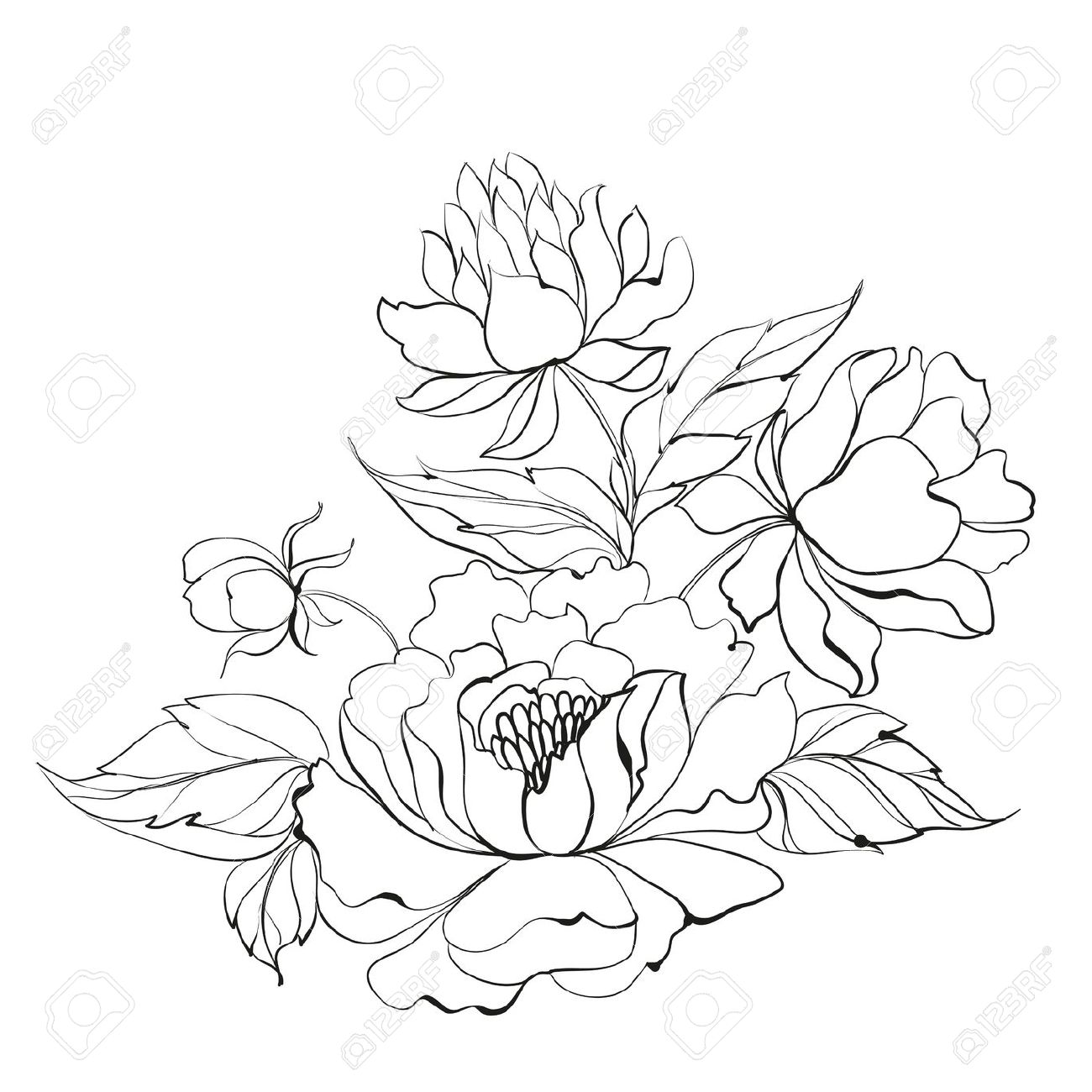 1300x1300 peonies drawing peony flower for free download - Peony Flower Drawing