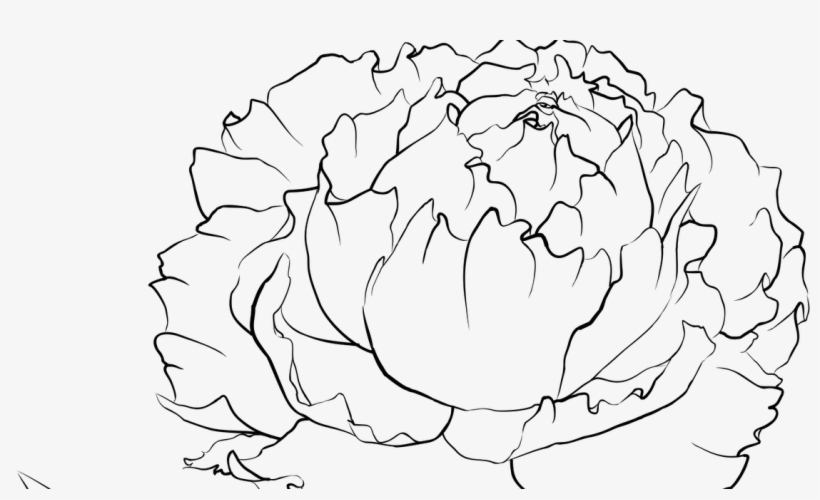 820x500 peony line drawing at getdrawings - Peony Flower Drawing