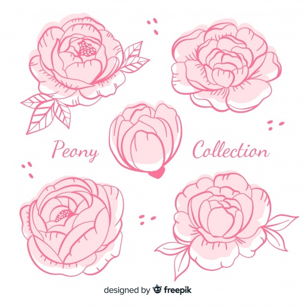 626x626 peony vectors, photos and free download - Peony Flower Drawing