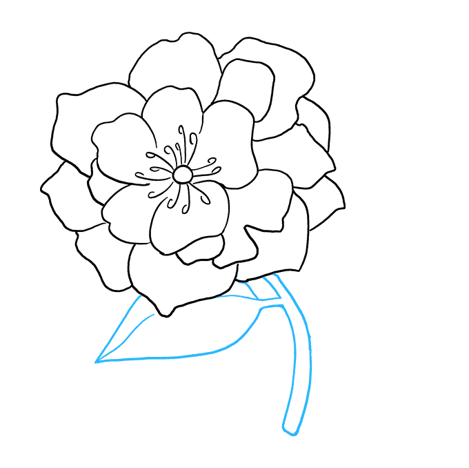 680x678 peony flower drawing - Peony Flower Drawing