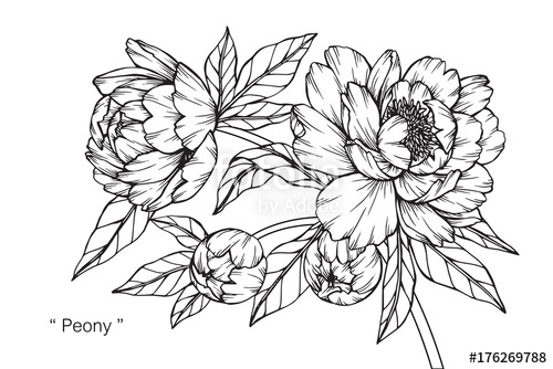 500x334 peony flower drawing stock photo and royalty free images - Peony Flower Drawing