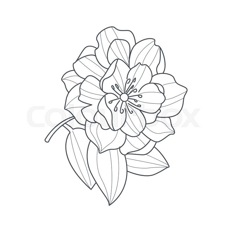 800x800 fully open peony flower monochrome drawing for coloring book - Peony Flower Drawing