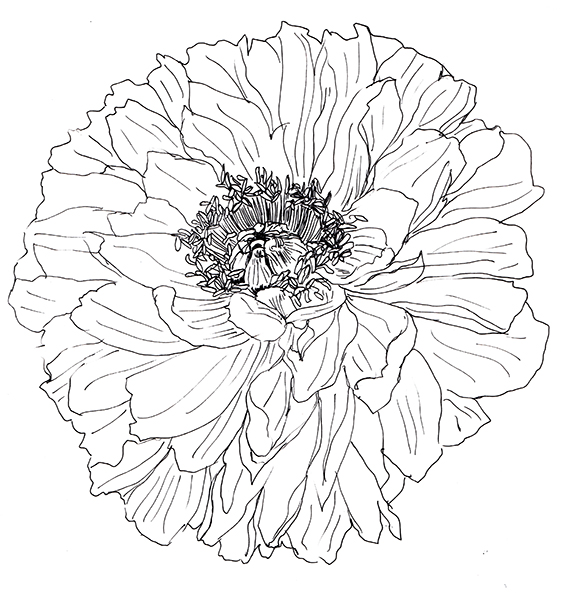 567x593 line drawing peony for free download - Peony Line Drawing