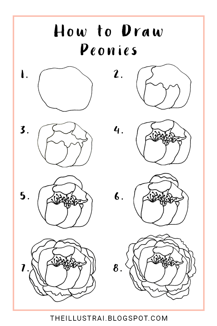 735x1103 How To Draw Peonies - Peony Line Drawing