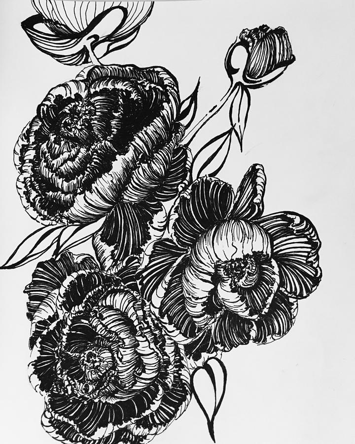 720x900 Peonies Line Drawing Drawing - Peony Line Drawing