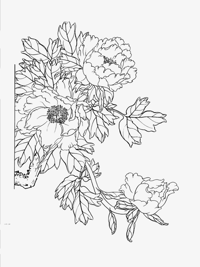 650x868 peony, flower artwork, line drawing png image and clipart for free - Peony Line Drawing