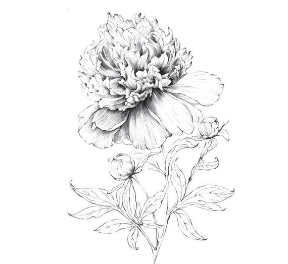 570x523 peony art sketch indiana flower line drawing large etsy - Peony Line Drawing