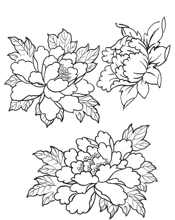564x710 peony design peony designs - Peony Line Drawing