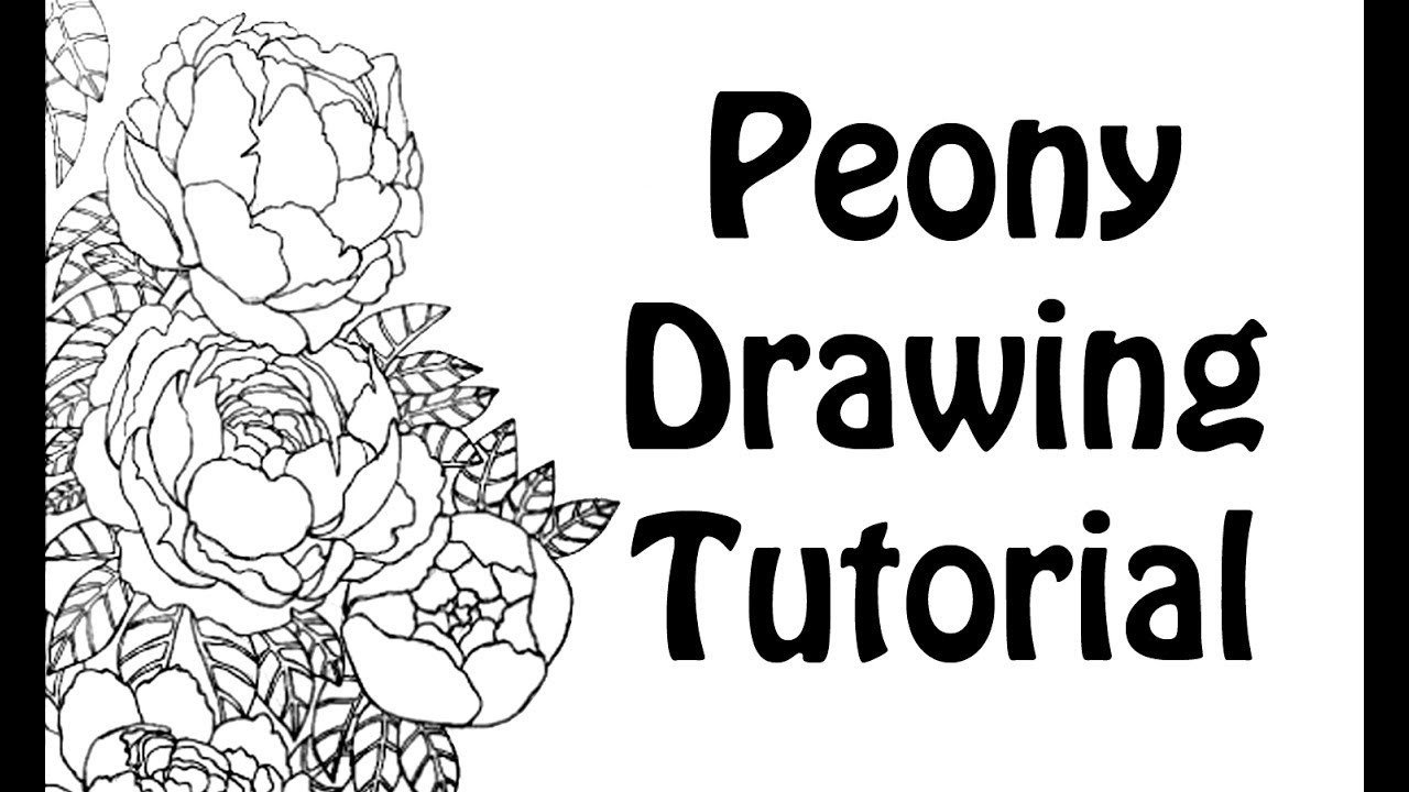 1280x720 peony drawing tutorial - Peony Line Drawing