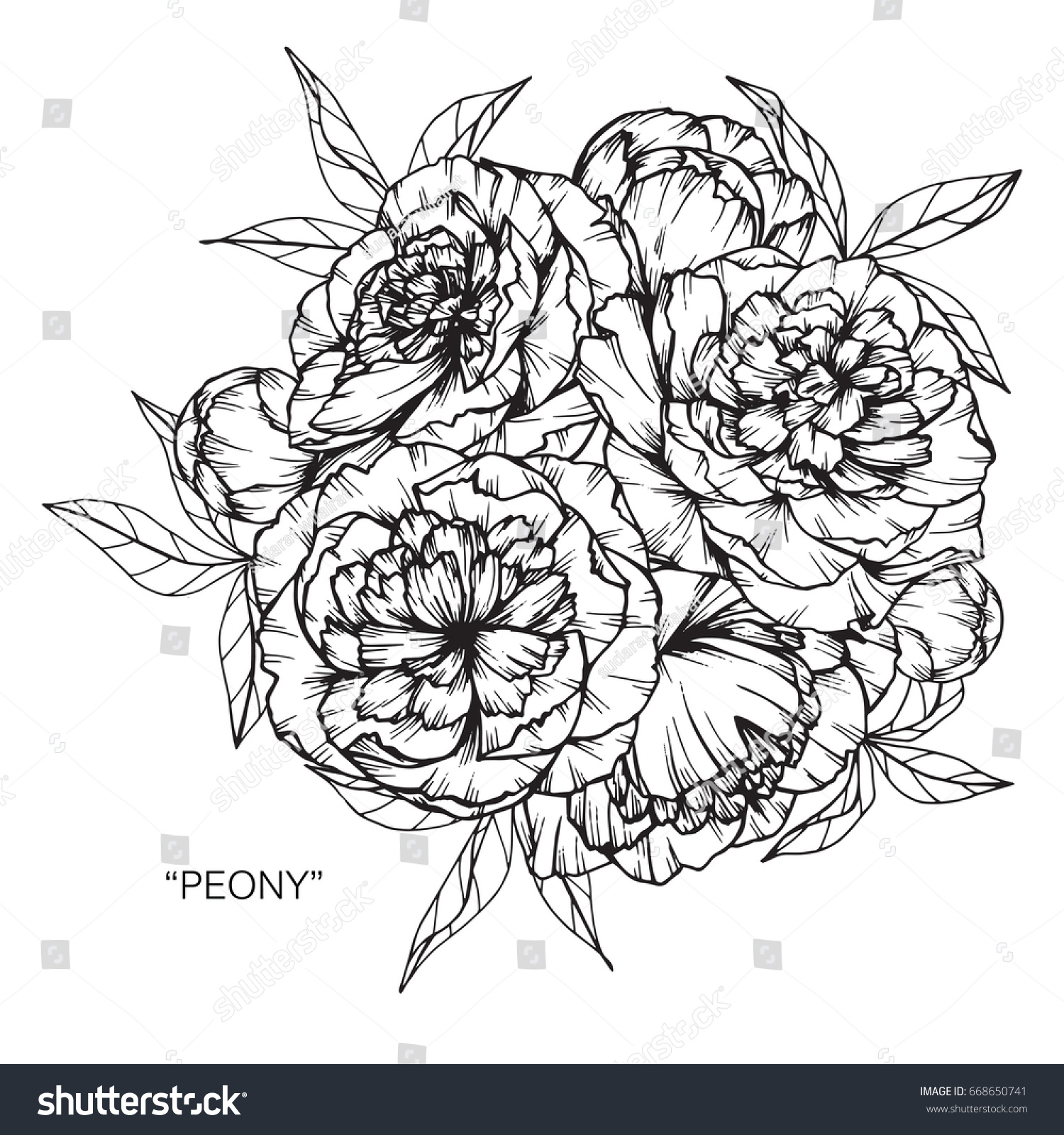 1500x1600 peony flower sketching for bunch bouquet of peony flowers drawing - Peony Line Drawing