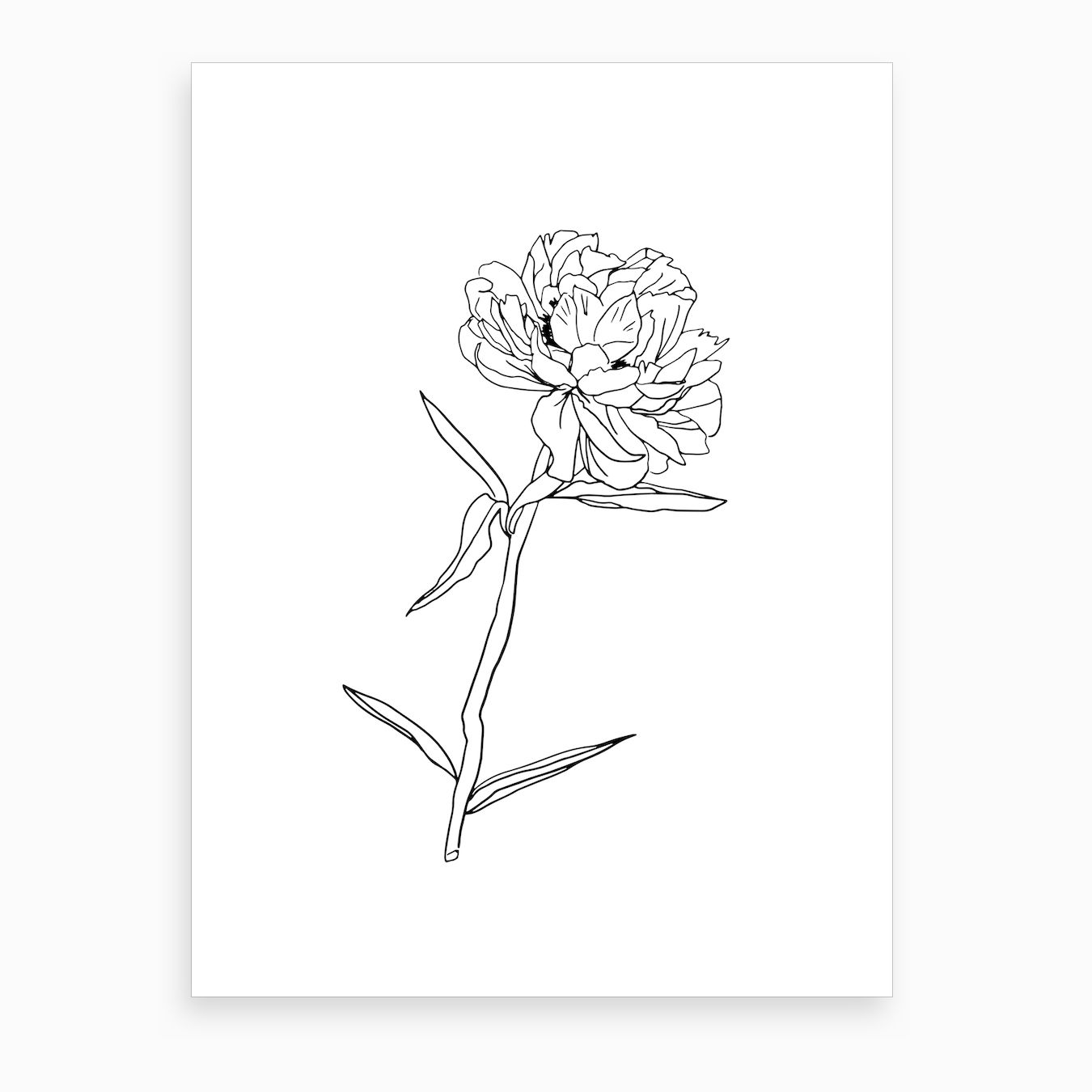 1350x1350 peony stem art print - Peony Line Drawing