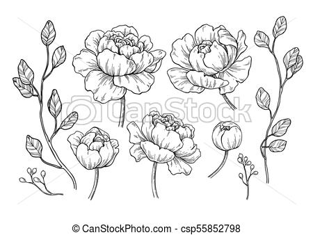 450x338 peony flower and leaves drawing vector hand drawn engraved floral - Peony Line Drawing