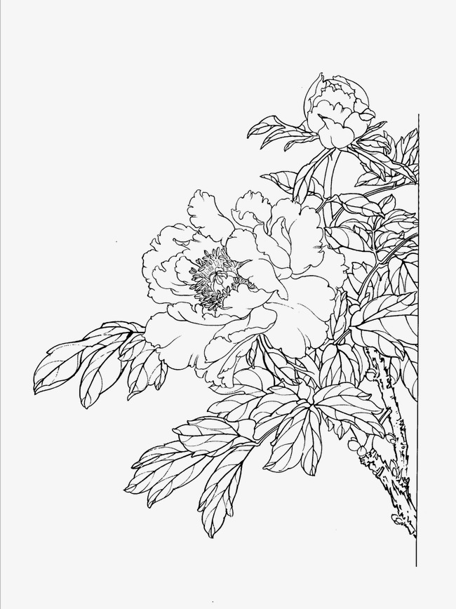 Peony Line Drawing at PaintingValley.com | Explore collection of Peony ...