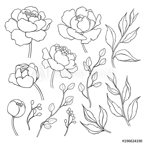 Peony Line Drawing at PaintingValley.com | Explore collection of Peony ...