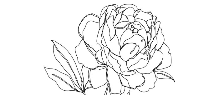 700x304 Botanical Illustration Line Drawing - Peony Line Drawing
