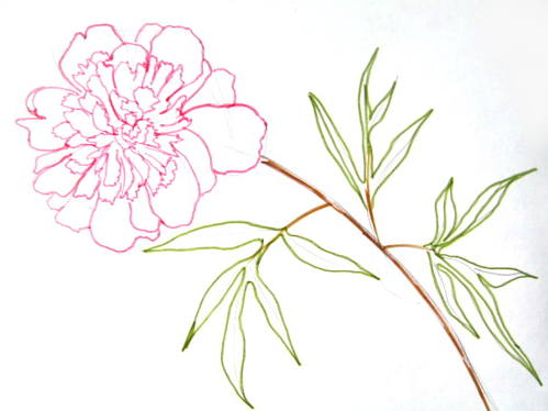 499x374 How To Draw A Peony - Peony Outline Drawing