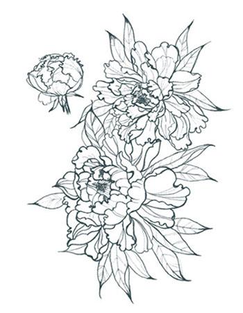 350x450 Peonies Outline - Peony Outline Drawing