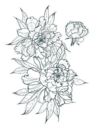 350x450 Peonies Outline - Peony Outline Drawing