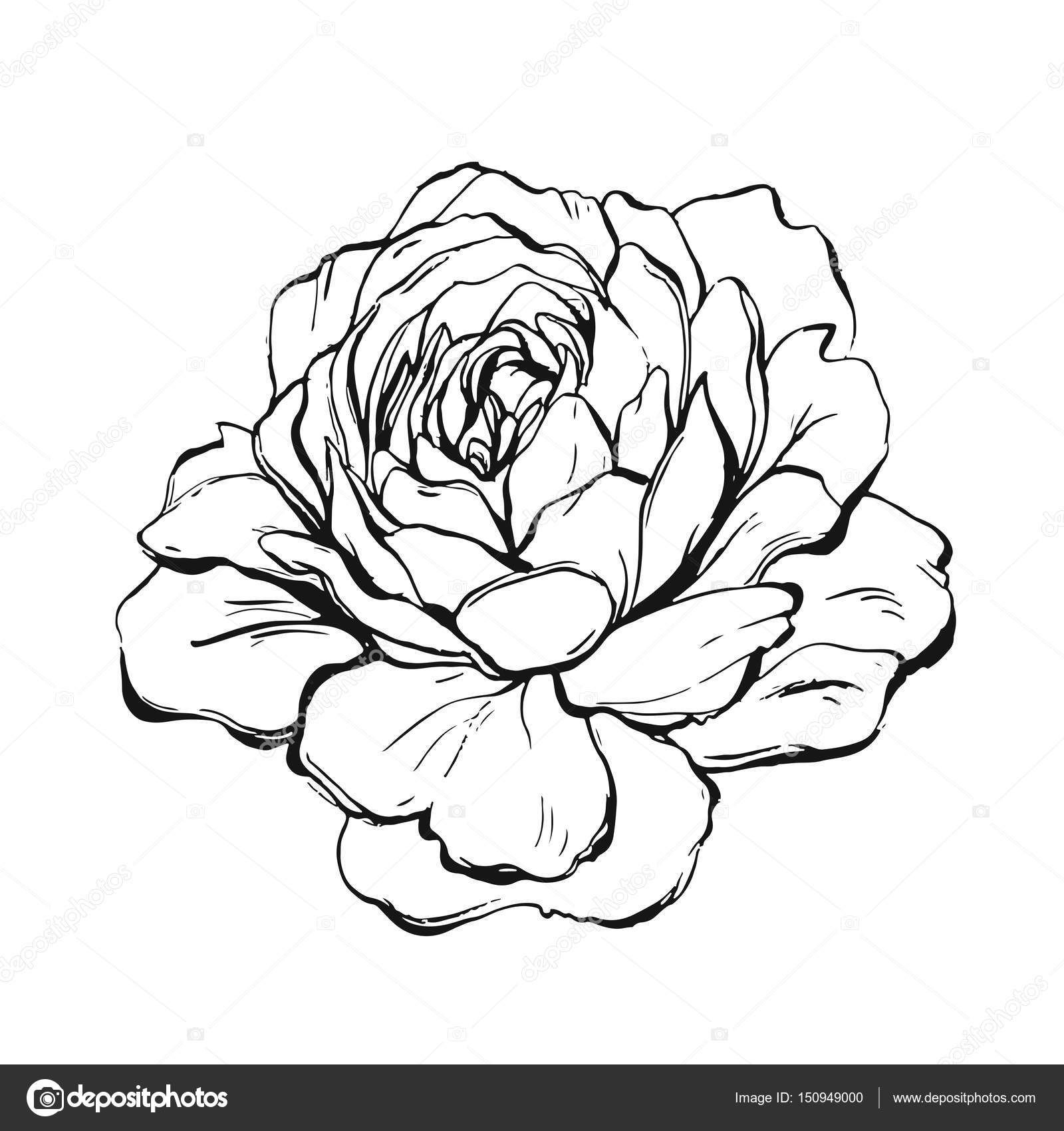 Peony Outline Drawing at Explore collection of
