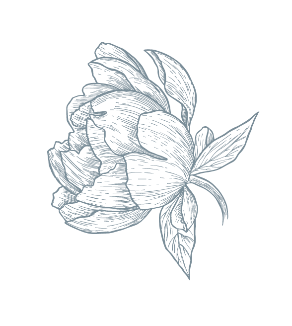588x656 Peony Outline Transparent Png Clipart Free Download - Peony Outline Drawing