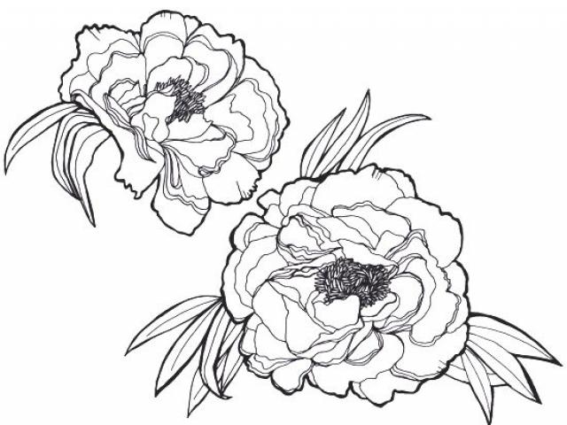Peony Outline Drawing at PaintingValley.com | Explore collection of
