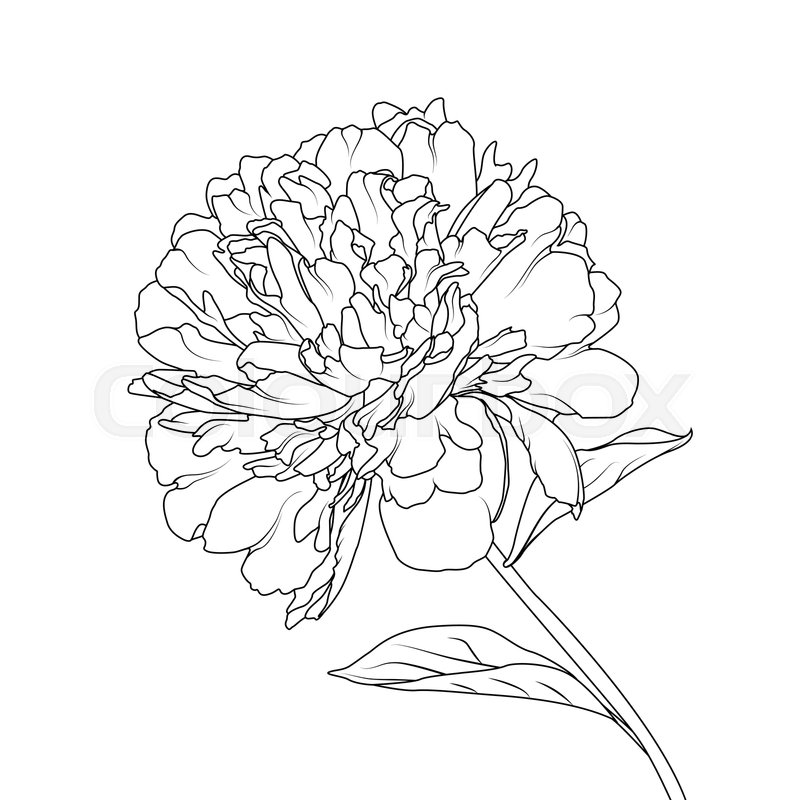 800x800 peony flower head petals stem leaves stock vector colourbox - Peony Outline Drawing