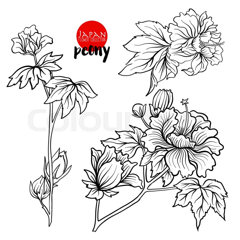 800x800 Peony Flowers Stock Line Vector Stock Vector Colourbox - Peony Outline Drawing