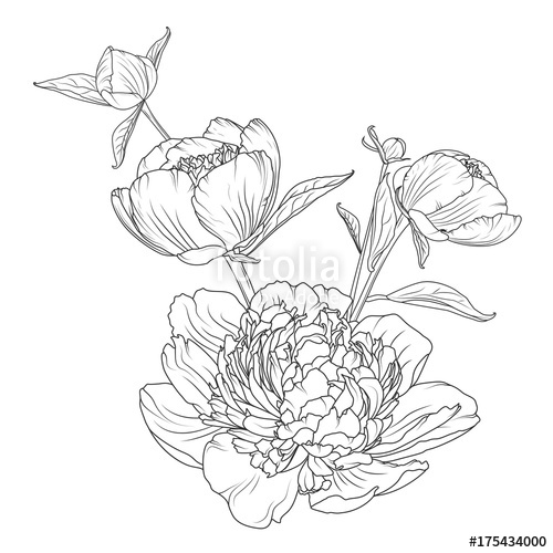 500x500 Peony Rose Flowers Bouquet Composition Detailed Realistic Outline - Peony Outline Drawing