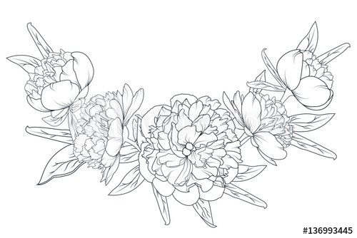 500x334 peony rose flowers laurel foliage garland vector design element - Peony Outline Drawing