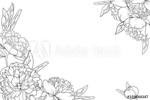 500x334 Peony Rose Garden Flowers Black And White Detailed Outline Drawing - Peony Outline Drawing