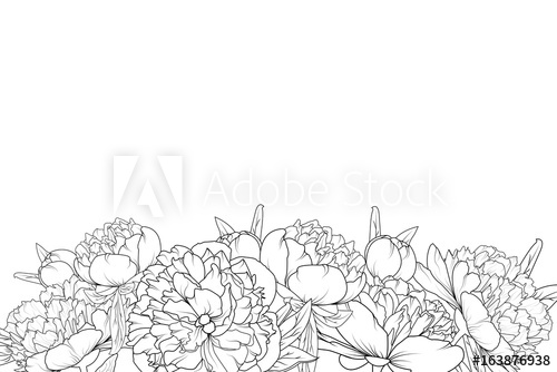 500x334 Peony Spring Summer Flowers Shrub Bloom Blossom Black And White - Peony Outline Drawing
